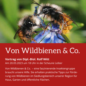 Von Wildbienen & Co.