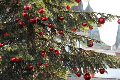 Gemütliches Beisammensein am Dammer Weihnachtsbaum